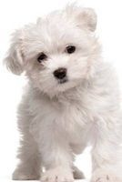 Darling White Maltese Puppy Dog Journal - 150 Page Lined Notebook/Diary (Paperback) - Cs Creations Photo