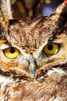 Up Close with a Great Horned Owl Journal - 150 Page Lined Notebook/Diary (Paperback) - Cs Creations Photo