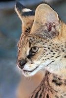 African Serval Cat Journal - 150 Page Lined Notebook/Diary (Paperback) - Cool Image Photo