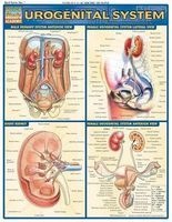 Urogenital System - Reference Guide (Book) - BarCharts Inc Photo