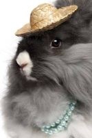 English Angora Rabbit Wearing Pearls and a Straw Hat Journal - 150 Page Lined Notebook/Diary (Paperback) - Cool Image Photo