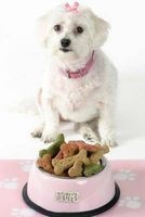 Pampered Pooch - White Maltese Terrier with Bowl of Dog Treats Journal - 150 Page Lined Notebook/Diary (Paperback) - Cool Image Photo