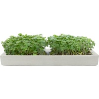 Microgarden Microgreens Refill - Red Mustard Seeded Grow Pads - Pack of 5 Photo