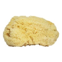 Handover Natural Honeycomb Sea Sponge Photo