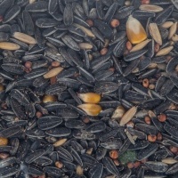 Complete Parrot Sunflower Seed Mix Photo