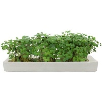 Microgarden Microgreens Refill - Yellow Mustard Seeded Grow Pads - Pack of 5 Photo