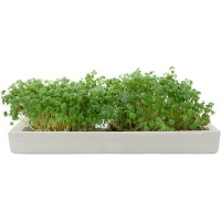 Microgarden Microgreens Refill - Cress Seeded Grow Pads - Pack of 5 Photo