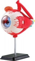 Edu Toys Edu-Science Eyeball Anatomy Model Photo