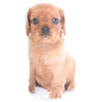 Splosh Doorstop - Puppy Range - Ruby Photo