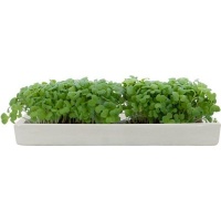 Microgarden Microgreens Refill - Cabbage Seeded Grow Pads - Pack of 5 Photo