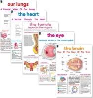 Educat Publishing Educat wall chart 5 pack Organs of the body Photo