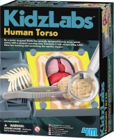 4M Industries 4M Kidz Labs Human Torso Anatomy Photo