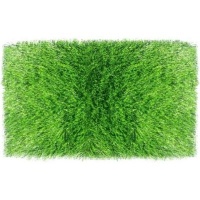 Evergreen Press Evergreen Artificial Grass 1 Tone Photo