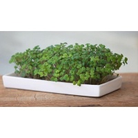 Microgarden Microgreens Starter Kit Seeded Grow Pads Photo