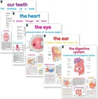 Educat Publishing Educat wall chart 5 pack "Human Anatomy" Resource and Learning Photo