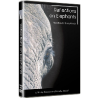 Reflections On Elephants - Photo