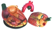 Anatomical Jumbo Heart Model Photo