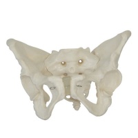Human: Male Pelvis Skeleton Model Photo