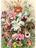 The Puzzle Monkey - "Orchid Opulence" 1000 Piece Jigsaw Puzzle Photo