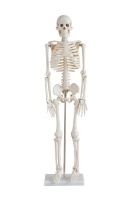 Human Skeleton Model Photo