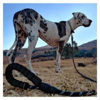 Yowie Dog Leash / Lead - Heavy Duty 1.8m - Padded Handle Photo