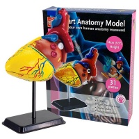 Edu Science Edu-Science Heart Anatomy Model Photo