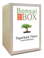 Bonsai in a box - Paperbark Thorn Tree Photo