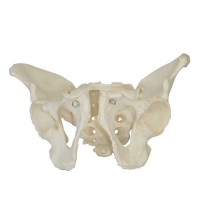 Human: Female Pelvis Skeleton Model Photo