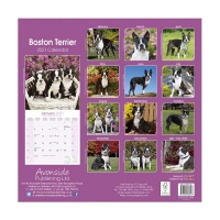 CHEF HOME Boston Terrier 2021 Wall Calendar - Dogs Photo