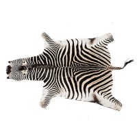Authentic Zebra Hide Photo