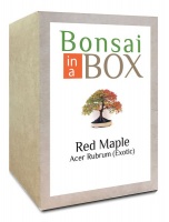 Bonsai in a box - Red Maple Tree Photo