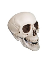 Umlozi Halloween Skull - Full Size Plastic Skull Photo