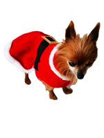 Umlozi Santa Clause - Pet Jacket - Small Breeds Photo