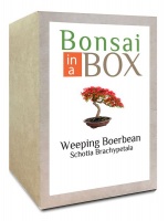 Bonsai in a box - Weeping Boerbean Tree Photo