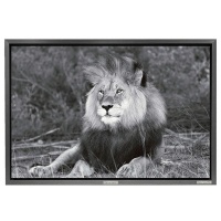 Zawadi 'His Royal Highness' is A Medium Size Print On Canvas In A Grey Floating Frame Photo