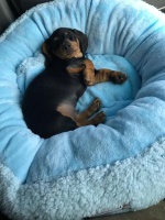 Bespoke Brats Small Pet Donut Crumple Bed - Baby Blue Photo