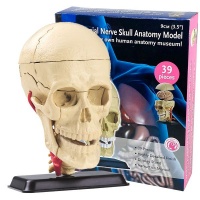 Edu Science Edu-Science Cranial Nerve Skull Anatomy Model Photo