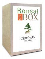 Bonsai in a box - Cape Holly Tree Photo