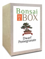 Bonsai in a box - Dwarf Pomegranate Tree Photo