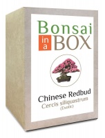 Bonsai in a box - Chinese Redbud Photo