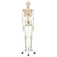 Life-size: Human Skeleton Model Photo