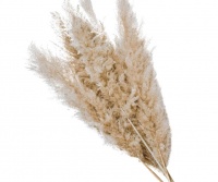 6 Stems Natural Dry Oatmeal Grass Pampas for home décor Photo