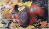 Esschert - Doormat Squirrel Photo