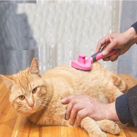 Professional Pet Cats & Dogs Comb Photo