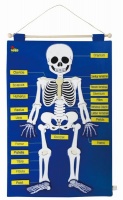 Skeleton Wall Hanging Chart Photo