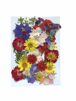Dried Flowers_ Pressed Colorful Variety Photo