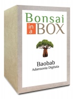 Bonsai in a box - Baobab Tree Photo