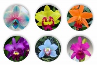 Printoria Orchid Themed Coasters Photo