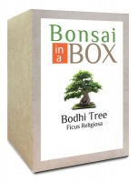 Bonsai in a box - Bodhi Tree Photo