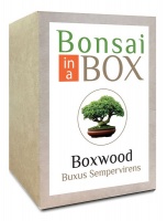 Bonsai in a Box - Boxwood Photo